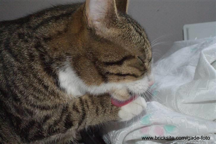 Huskat Rødtjørn´s Bertram <<3 billede 1