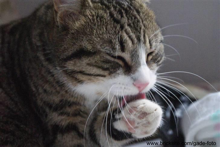 Huskat Rødtjørn´s Bertram <<3 billede 2