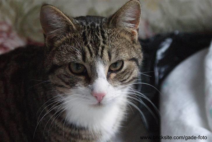 Huskat Rødtjørn´s Bertram <<3 billede 3