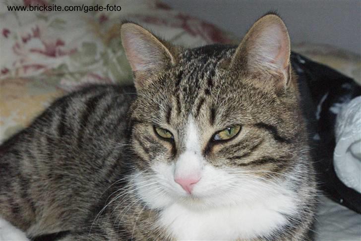 Huskat Rødtjørn´s Bertram <<3 billede 4