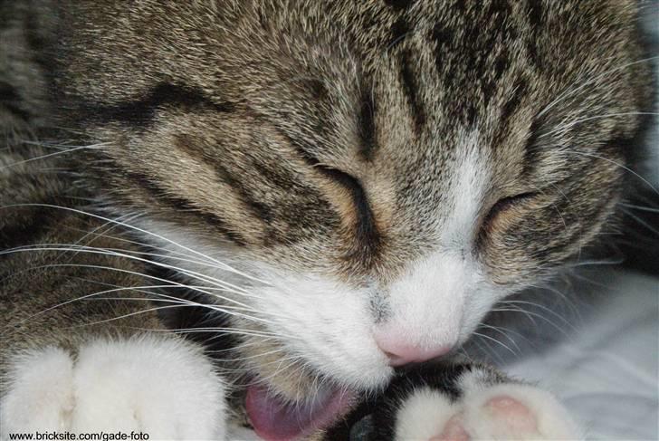 Huskat Rødtjørn´s Bertram <<3 billede 5