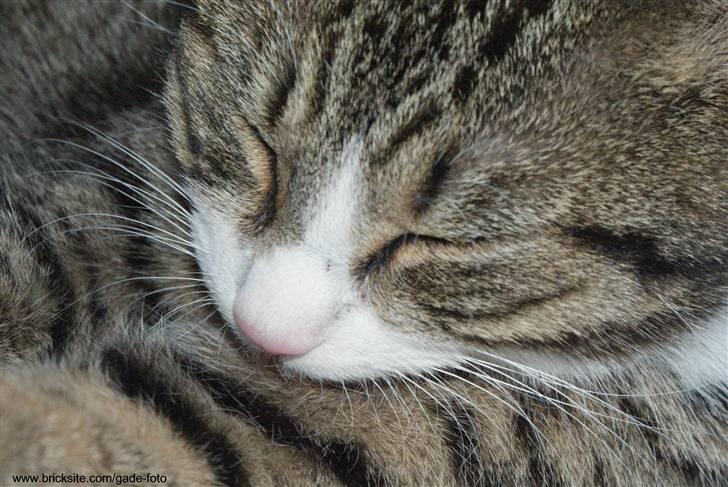 Huskat Rødtjørn´s Bertram <<3 billede 6