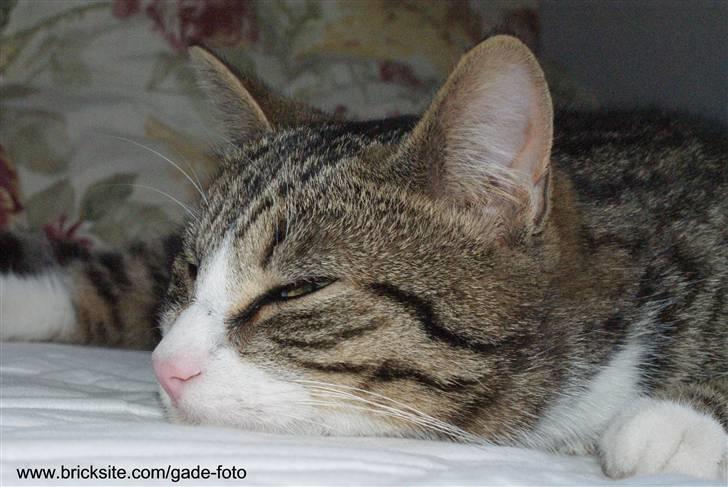 Huskat Rødtjørn´s Bertram <<3 billede 7