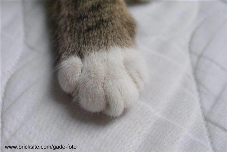 Huskat Rødtjørn´s Bertram <<3 billede 8