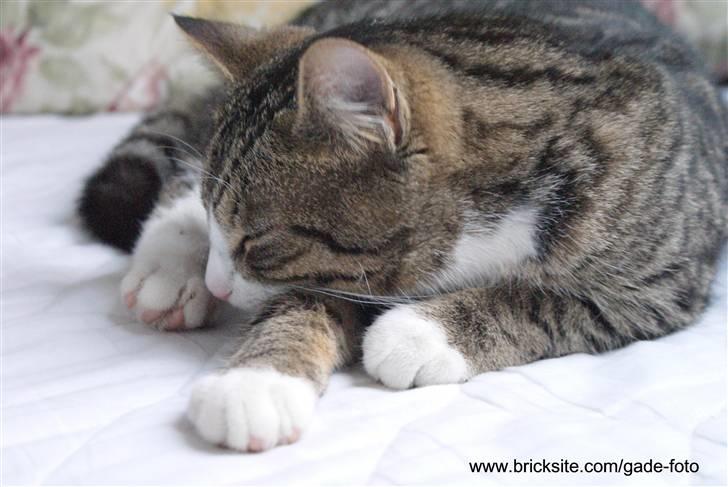 Huskat Rødtjørn´s Bertram <<3 billede 9