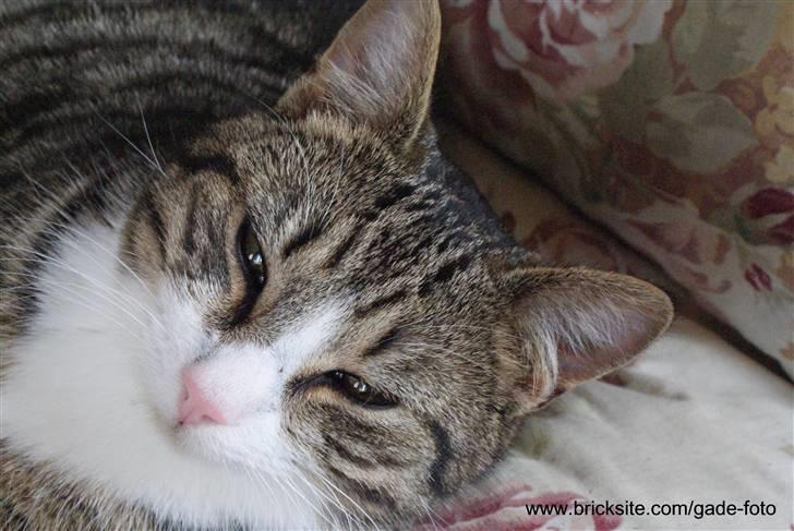 Huskat Rødtjørn´s Bertram <<3 billede 10