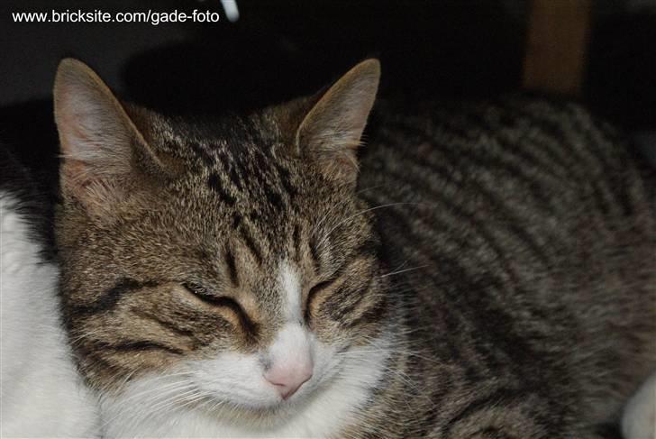 Huskat Rødtjørn´s Bertram <<3 billede 11