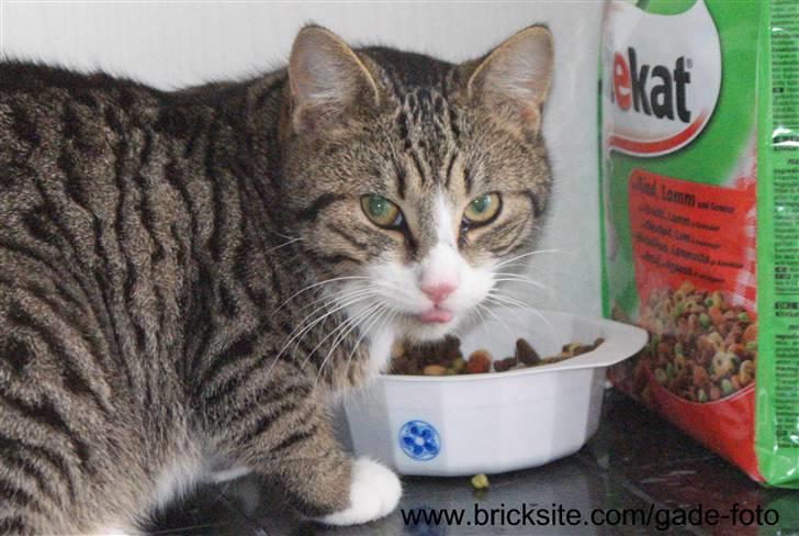 Huskat Rødtjørn´s Bertram <<3 billede 12