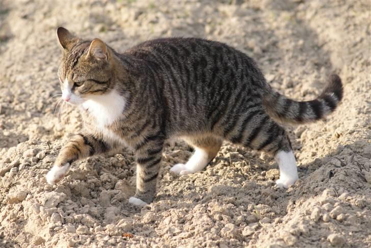 Huskat Rødtjørn´s Bertram <<3 billede 13