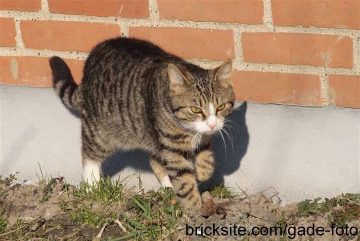 Huskat Rødtjørn´s Bertram <<3 billede 14