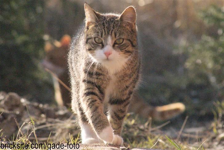 Huskat Rødtjørn´s Bertram <<3 billede 15