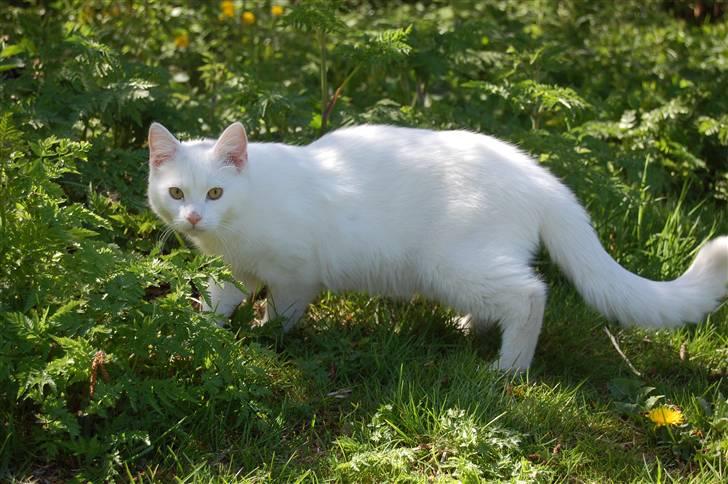 Huskat Fnuller billede 13