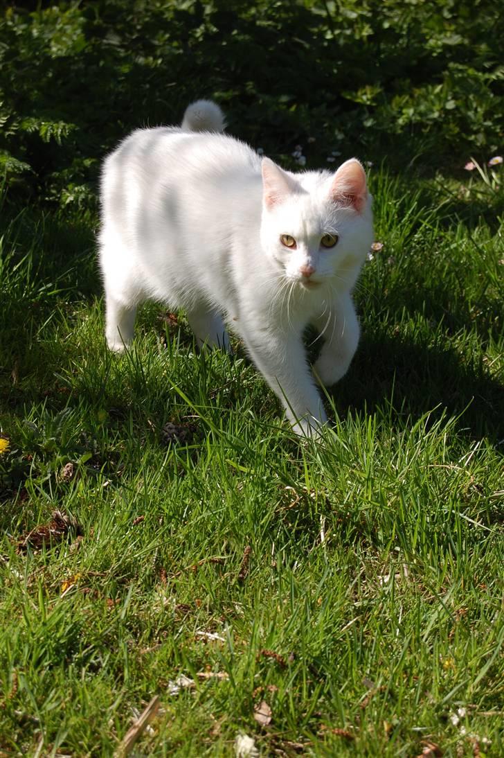 Huskat Fnuller billede 14