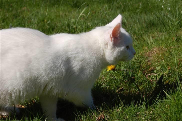 Huskat Fnuller billede 15