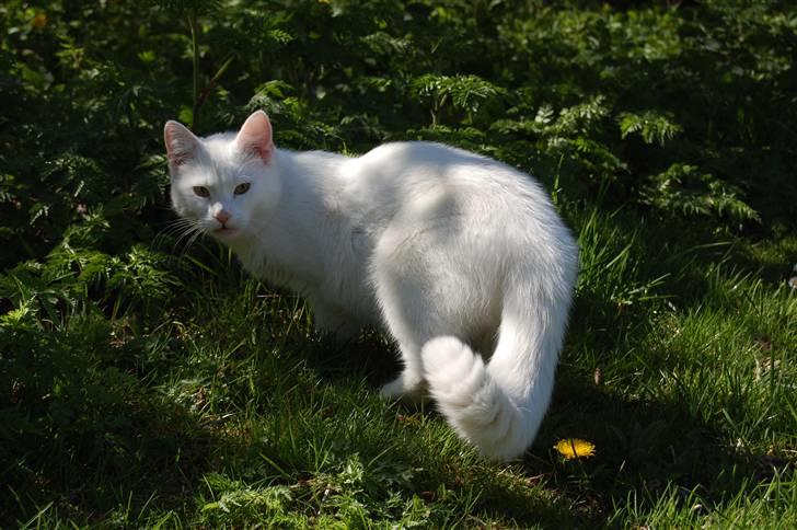 Huskat Fnuller billede 16