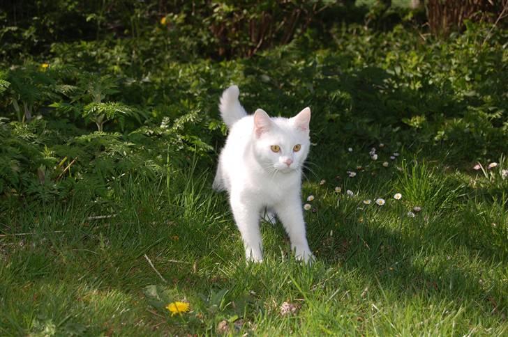 Huskat Fnuller billede 17