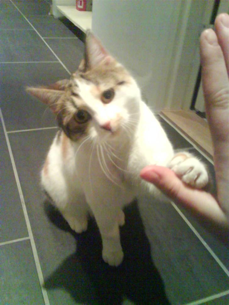 Huskat Nemo- FLYTTET - High five! billede 19