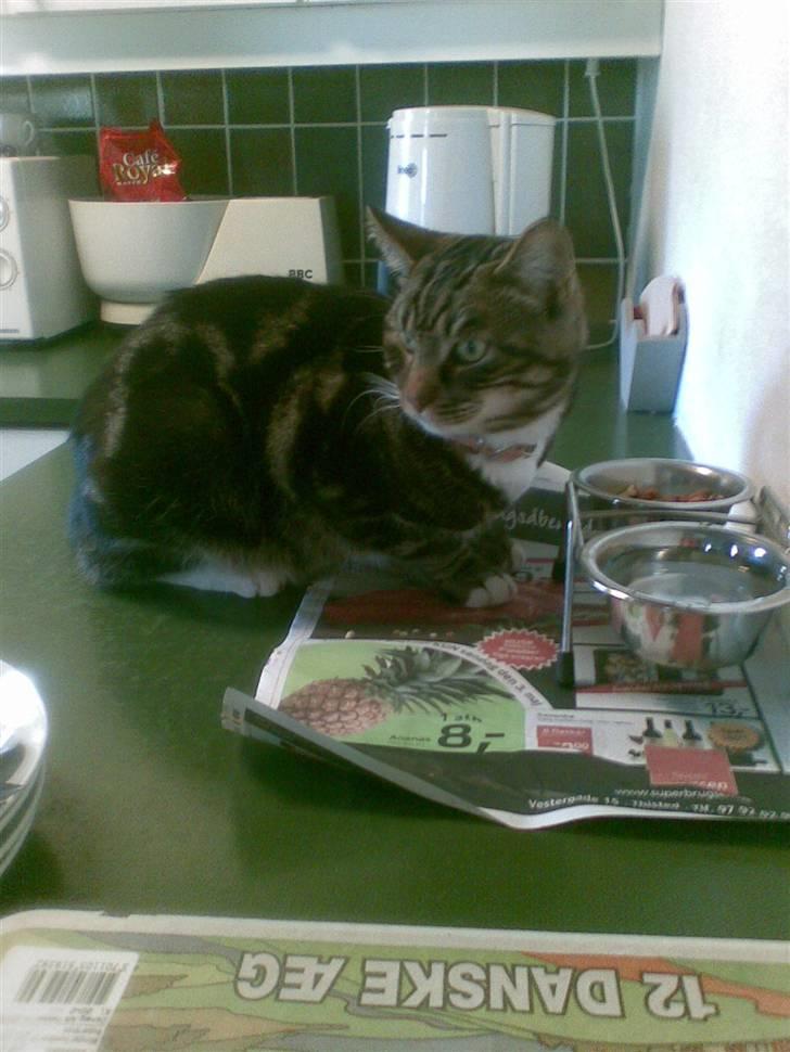 Huskat Emil  billede 1