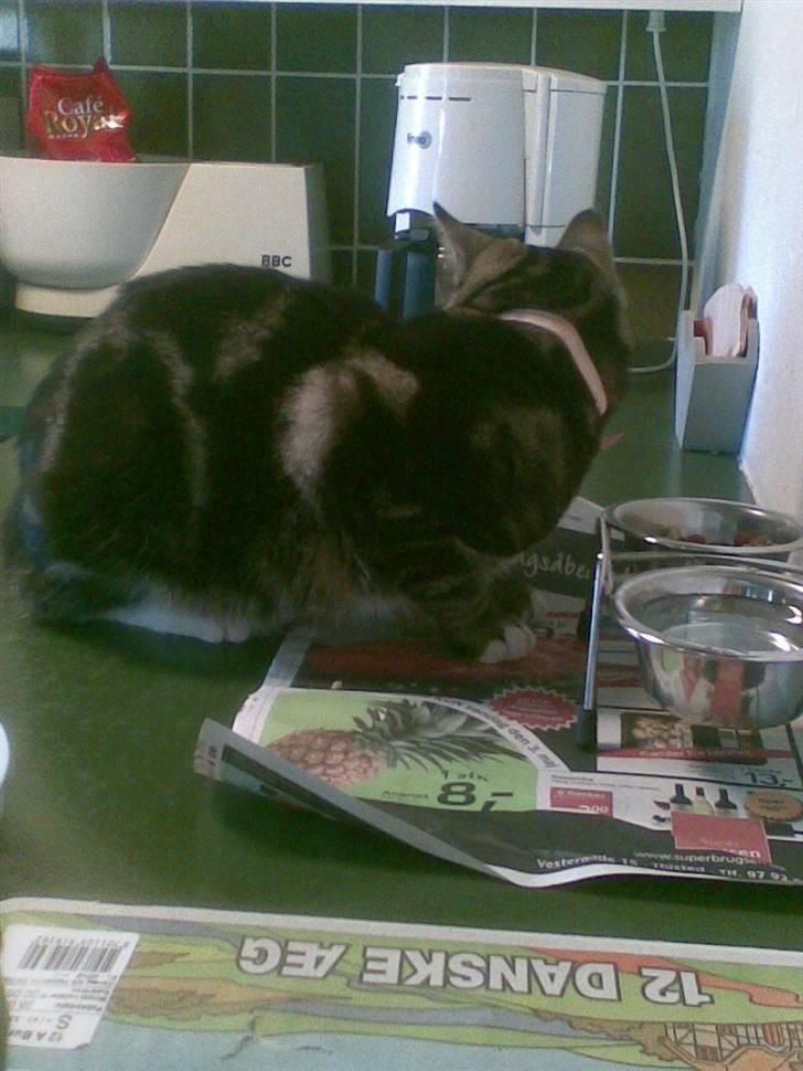 Huskat Emil  billede 2