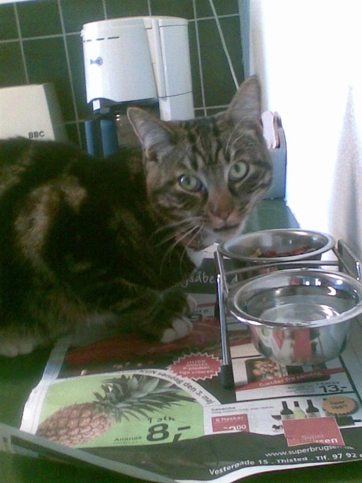 Huskat Emil  billede 3