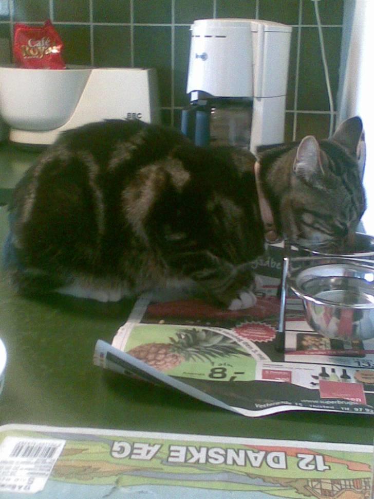 Huskat Emil  billede 4