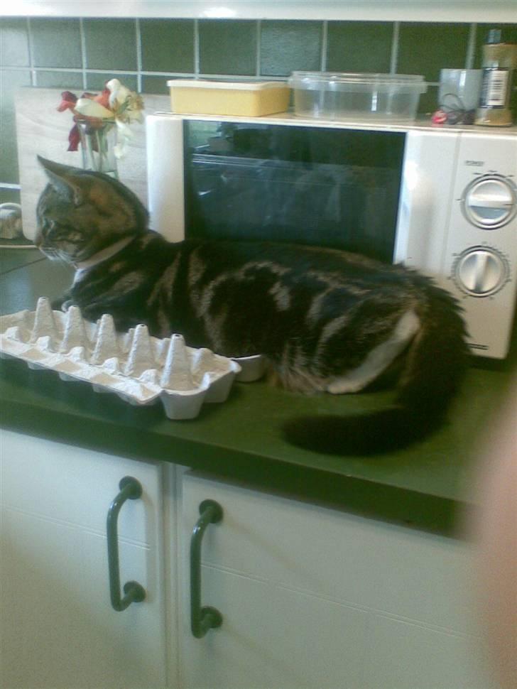 Huskat Emil  billede 5