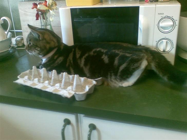 Huskat Emil  billede 6