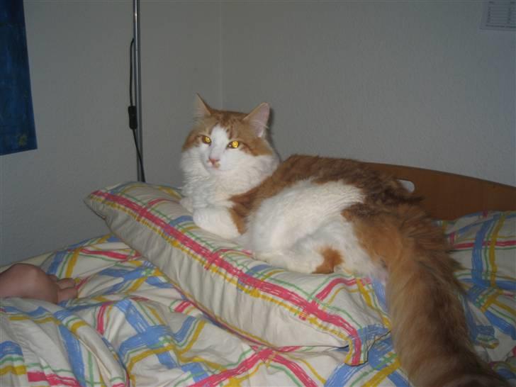 Norsk Skovkat Plys - hygger mig i mor´s seng billede 1