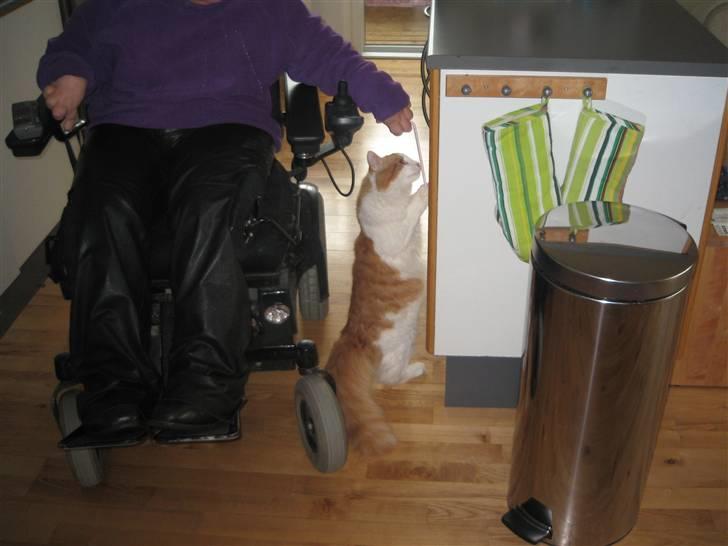 Norsk Skovkat Plys - vi leger mor og mig billede 2