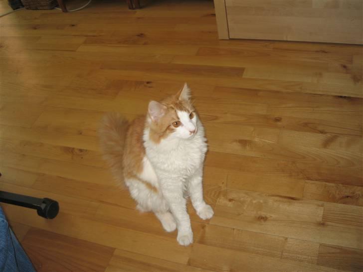 Norsk Skovkat Plys - kigger op og sidder næsten på bagben billede 3