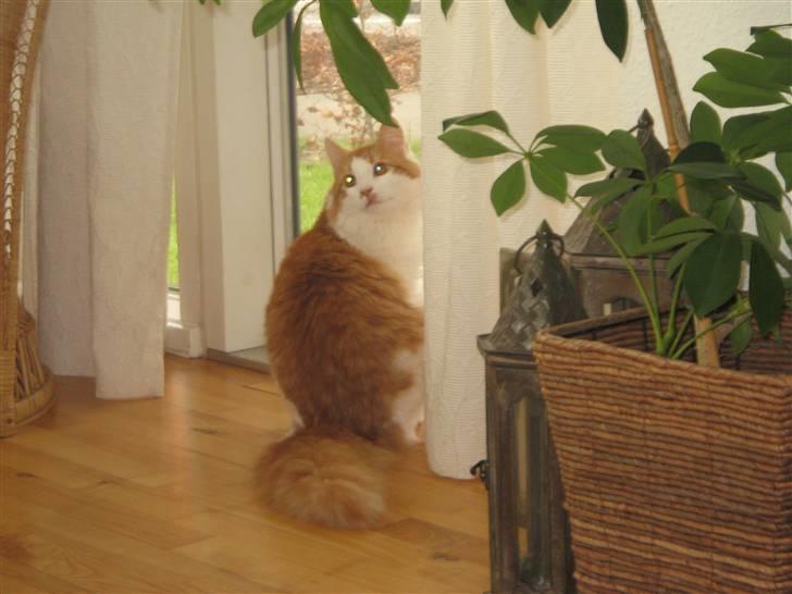 Norsk Skovkat Plys - er jeg ikke smuk.. billede 4