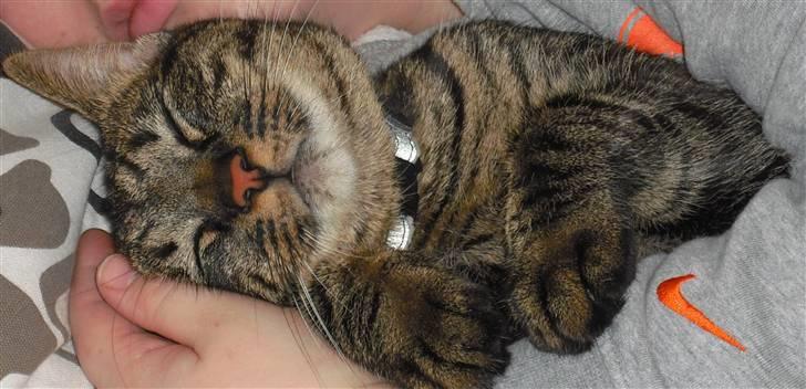 Huskat Mickey - En lur skader ikke.. billede 8