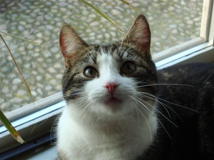 Blanding af racer Benjamin  - nurh hvor er han fin  billede 1