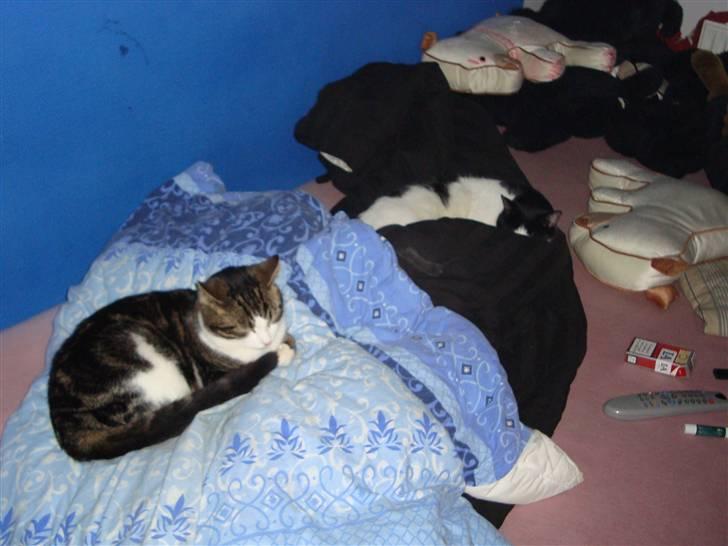 Blanding af racer Benjamin  - pigemissen var ikk særlig glad for ham i starten :o men det er blevet meget bedre nu :D  billede 2