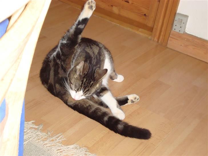 Blanding af racer Benjamin  - hvor er han hyggelig xD billede 3