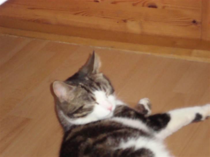 Blanding af racer Benjamin  billede 4