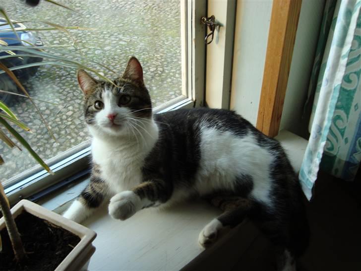 Blanding af racer Benjamin  billede 5