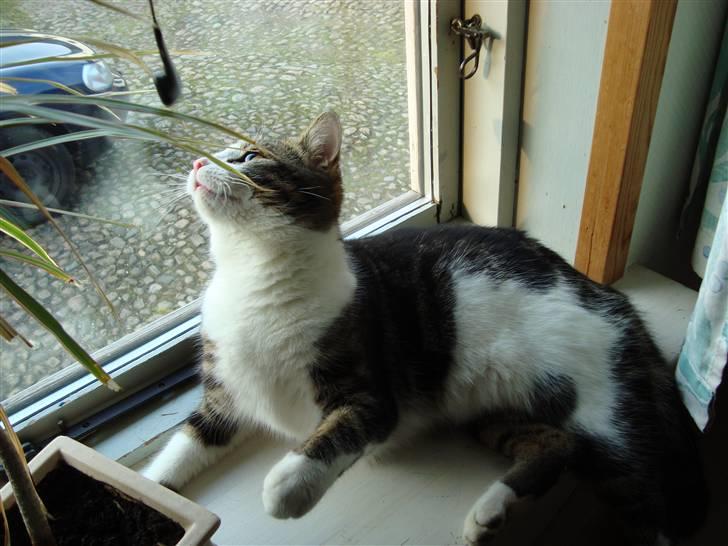 Blanding af racer Benjamin  billede 6