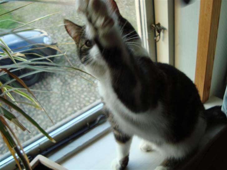 Blanding af racer Benjamin  billede 7