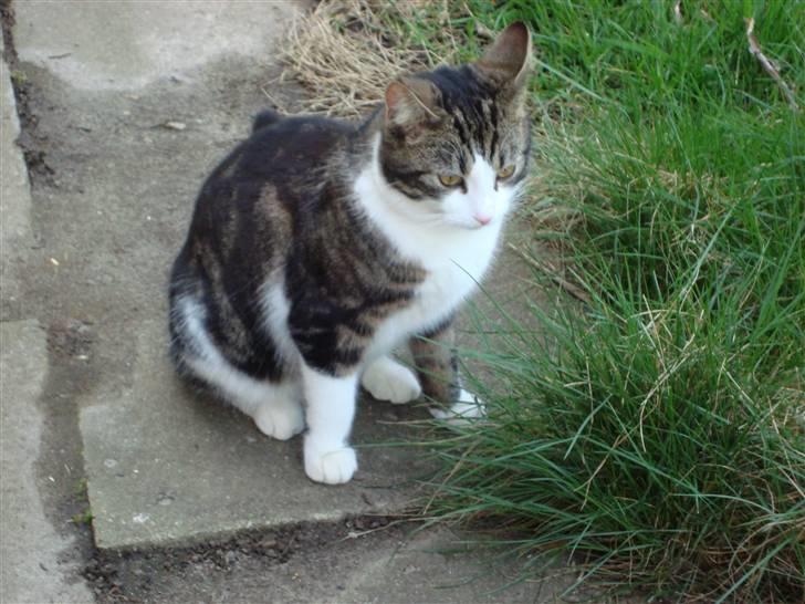 Blanding af racer Benjamin  - hva skal jeg så nu? billede 8