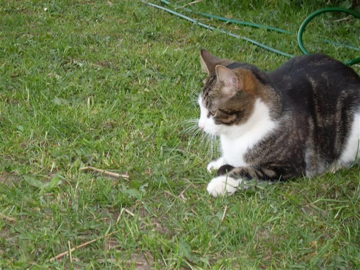 Blanding af racer Benjamin  - jeg har fanget en mus ! :D billede 9