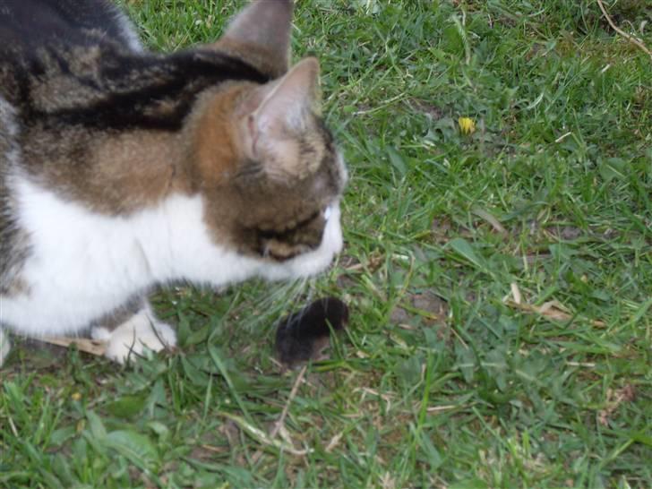 Blanding af racer Benjamin  billede 10