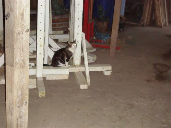 Blanding af racer Benjamin  - kan du se mig? :o billede 11