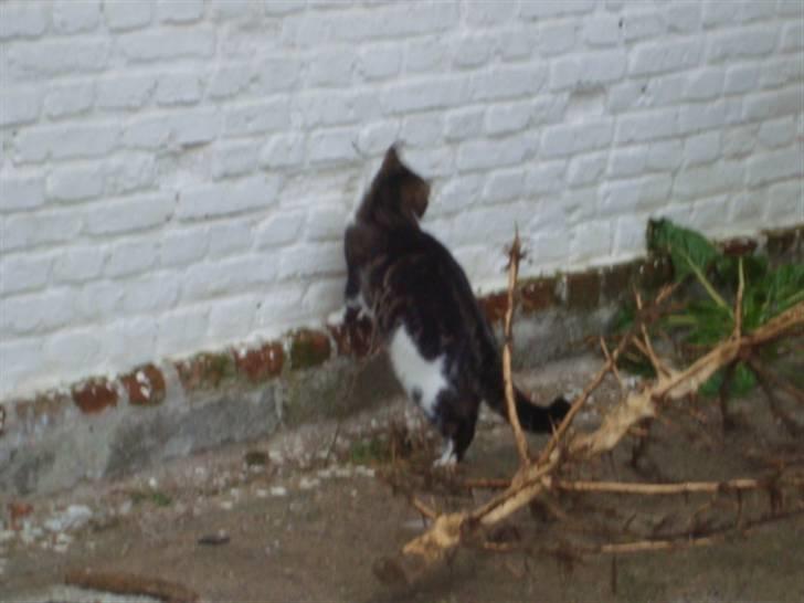 Blanding af racer Benjamin  - hmm... jeg vil op på muren >___< billede 12