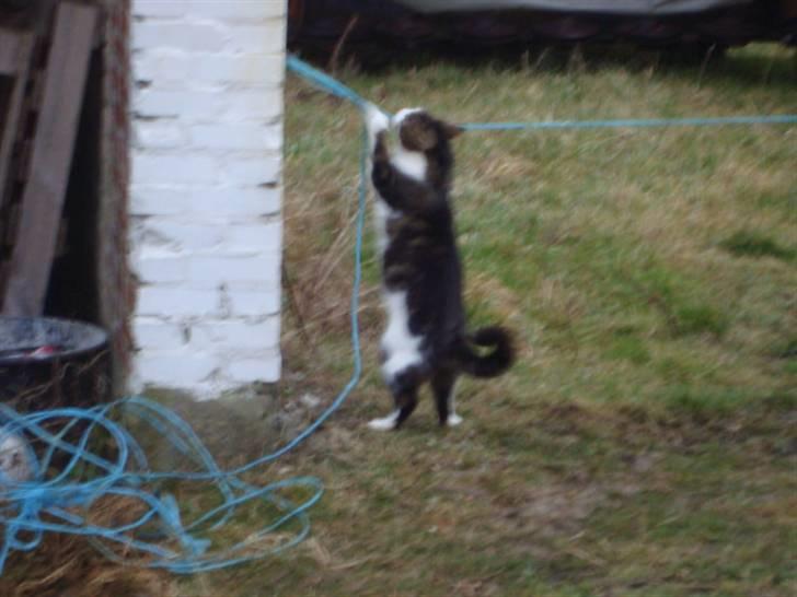 Blanding af racer Benjamin  - arrrghh ! en BLÅ snor ! den skal leges med : D billede 13