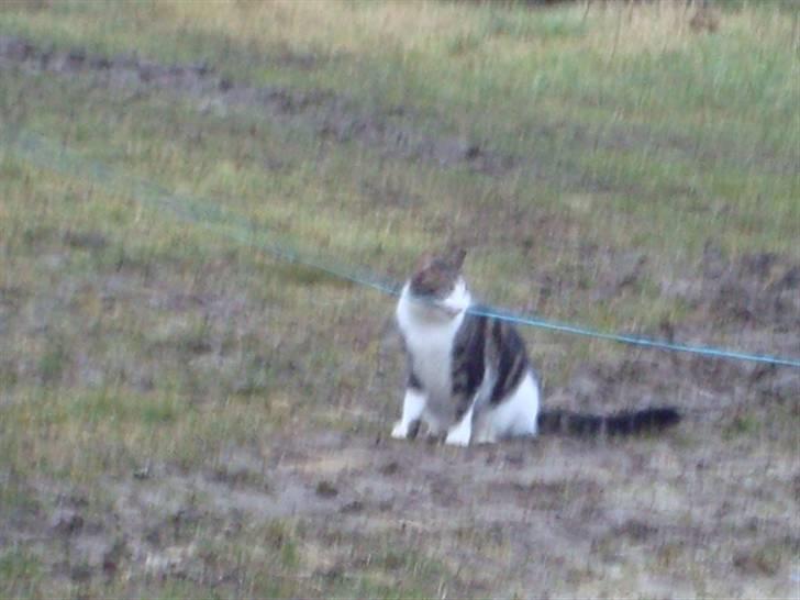 Blanding af racer Benjamin  billede 14