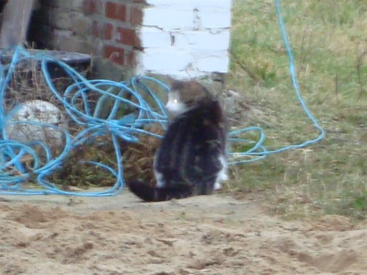 Blanding af racer Benjamin  - hva ? sagde du noget til mig? billede 15