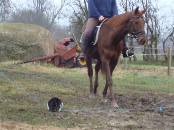 Blanding af racer Benjamin  - stor hest ! hvis jeg nu lægger mig tæt på jorden, så kan den ikk se mig billede 16