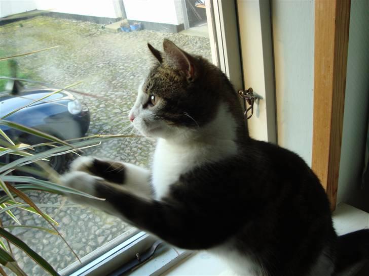 Blanding af racer Benjamin  - yay ! legetøj : D  billede 17