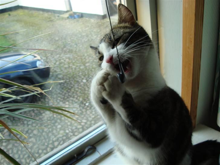 Blanding af racer Benjamin  billede 18